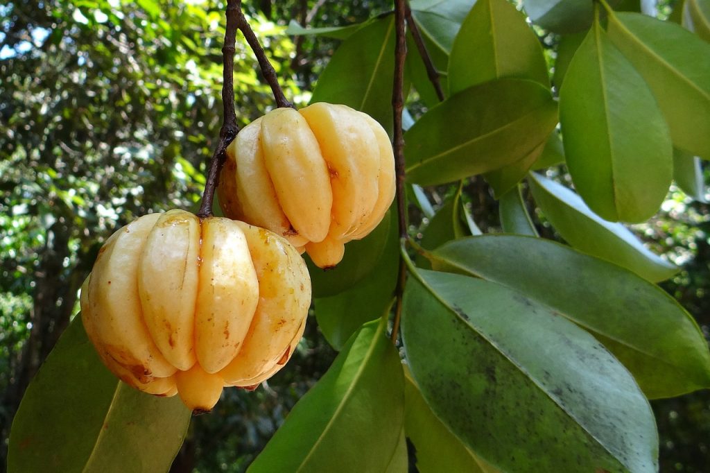 Garcinia Cambogia: la solution pour perdre du poids naturellement