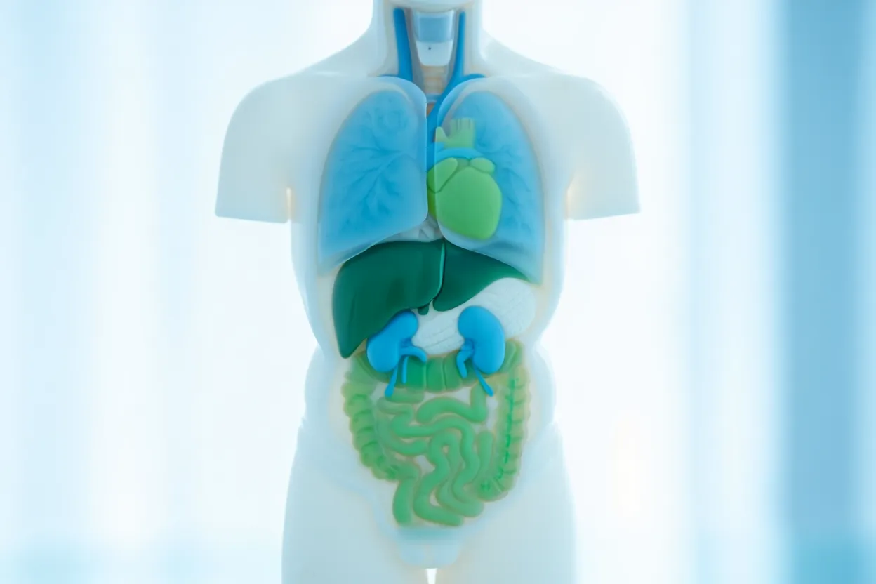Illustration médicale montrant les organes protégés par le tirzépatide selon une méta-analyse de 17 essais cliniques